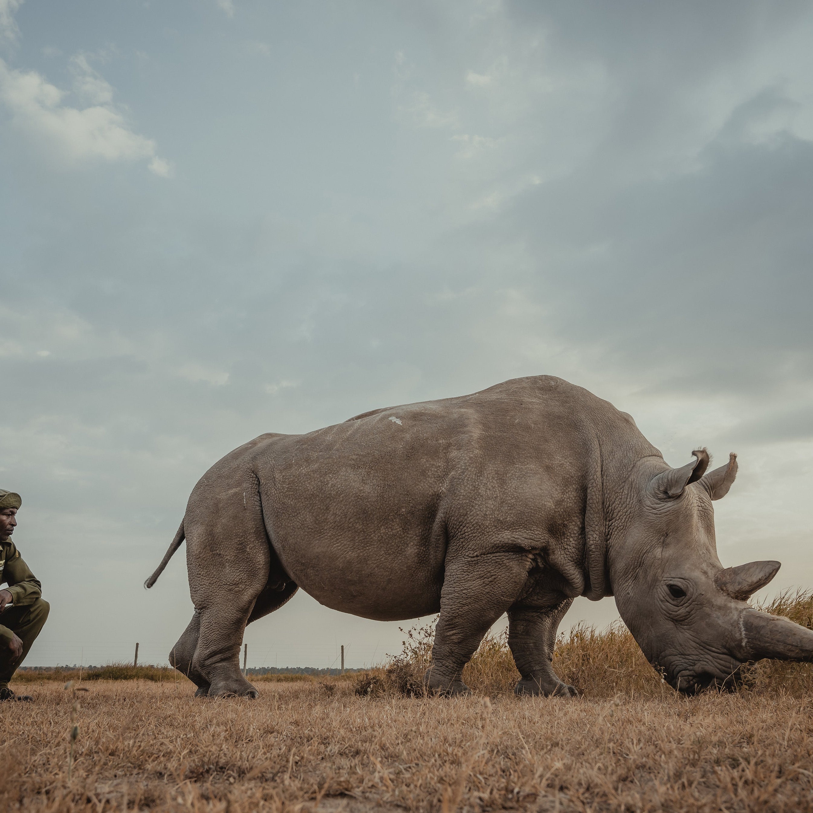 Art-driven wildlife conservation milestone - Tembo Collection donates $15,000 to Ol Pejeta Conservancy for endangered species protection