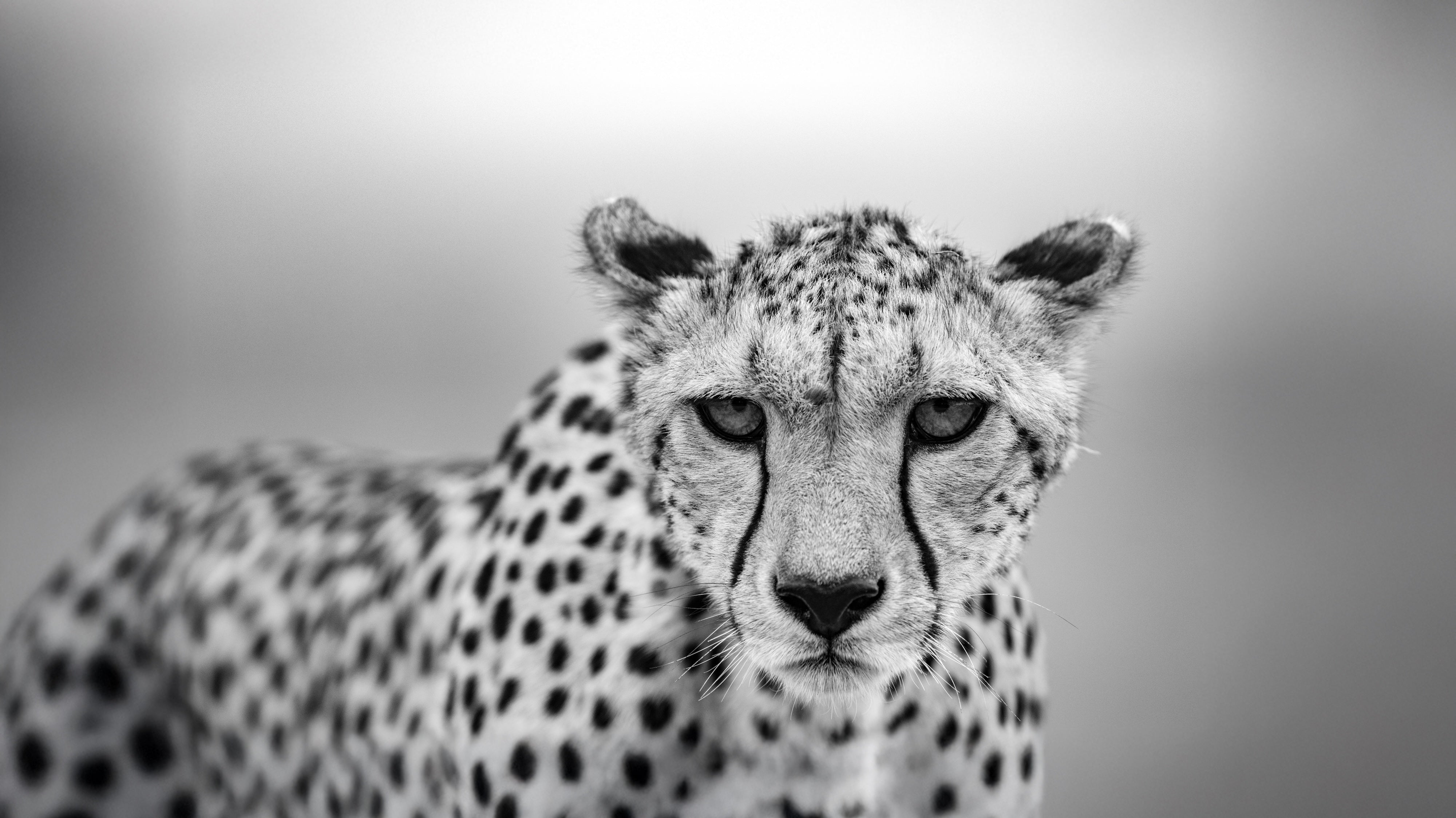 Cheetah portrait from Tembo Collection wildlife conservation photography supporting endangered species protection