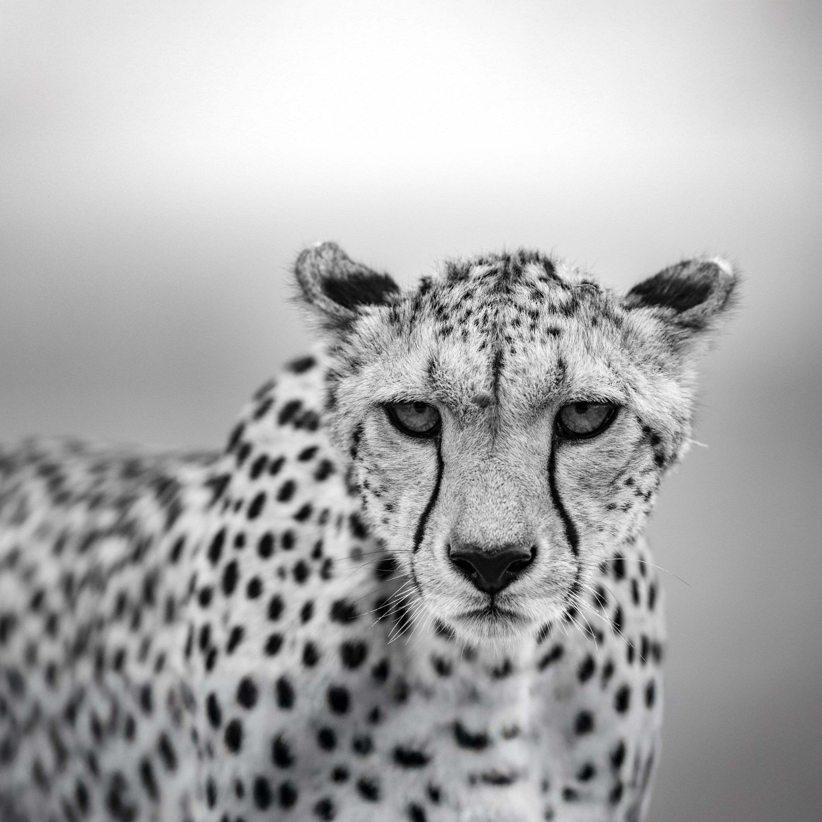 Cheetah portrait from Tembo Collection wildlife conservation photography supporting endangered species protection