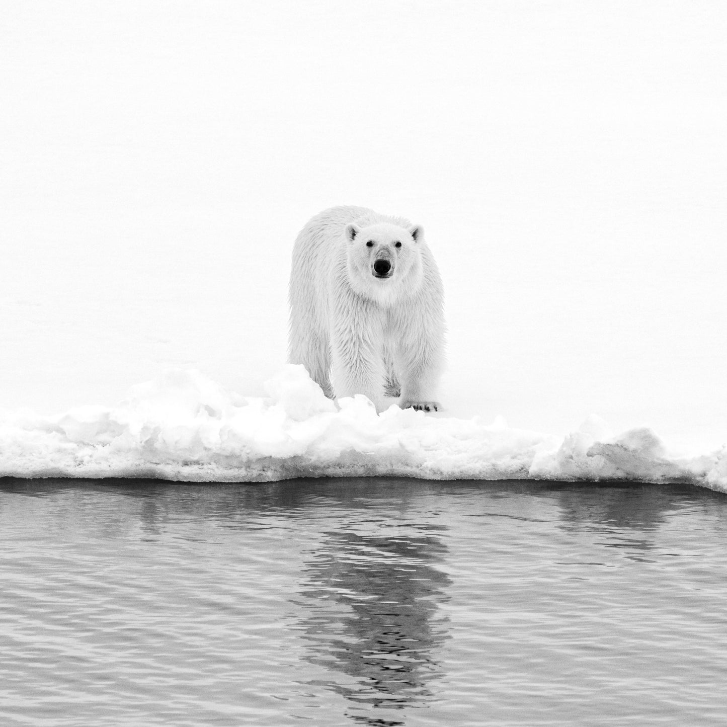 A black and white image of a polar bear standing on a frozen landscape with a body of water and ice in the background.