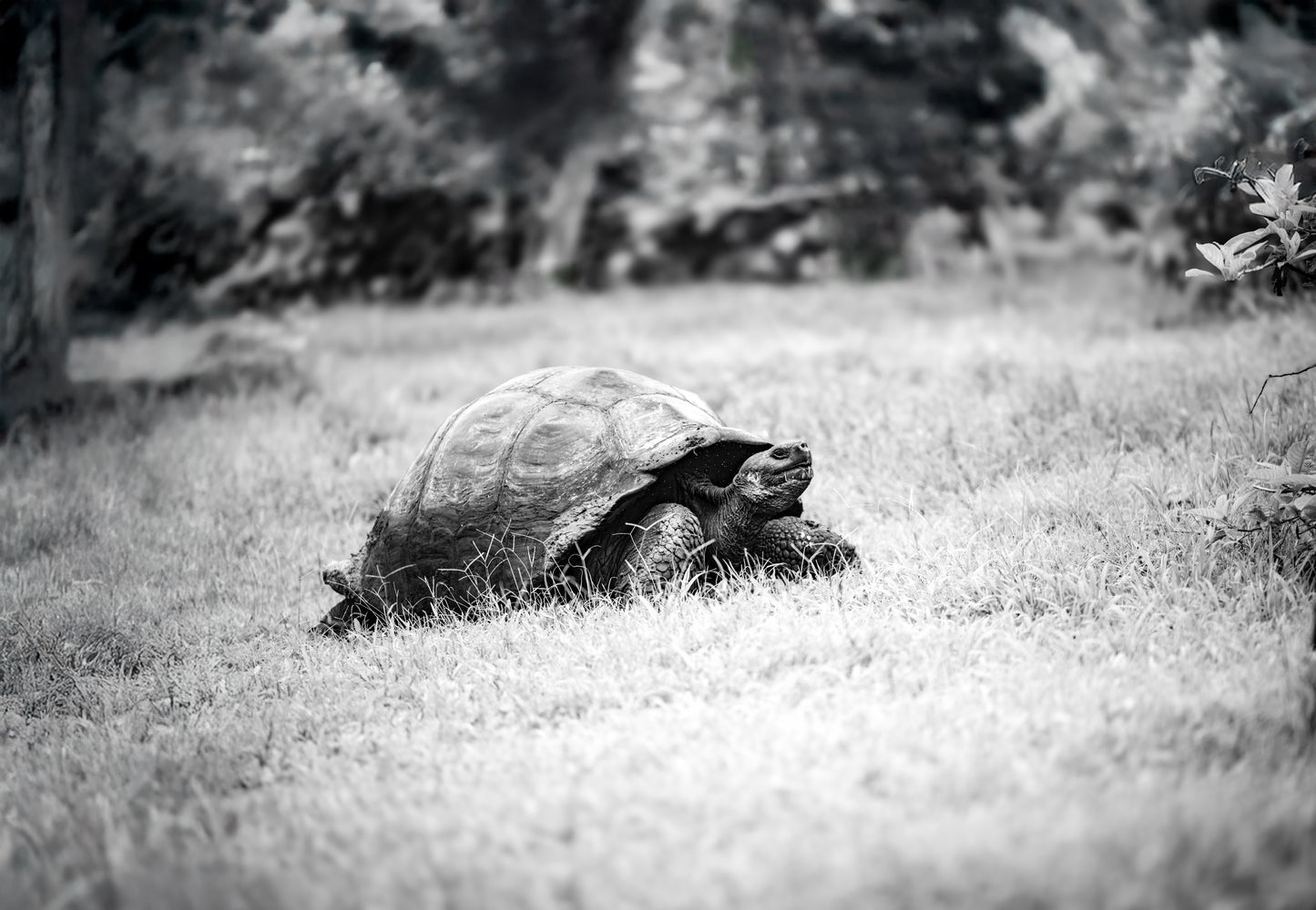 Timeless Traveler Cap