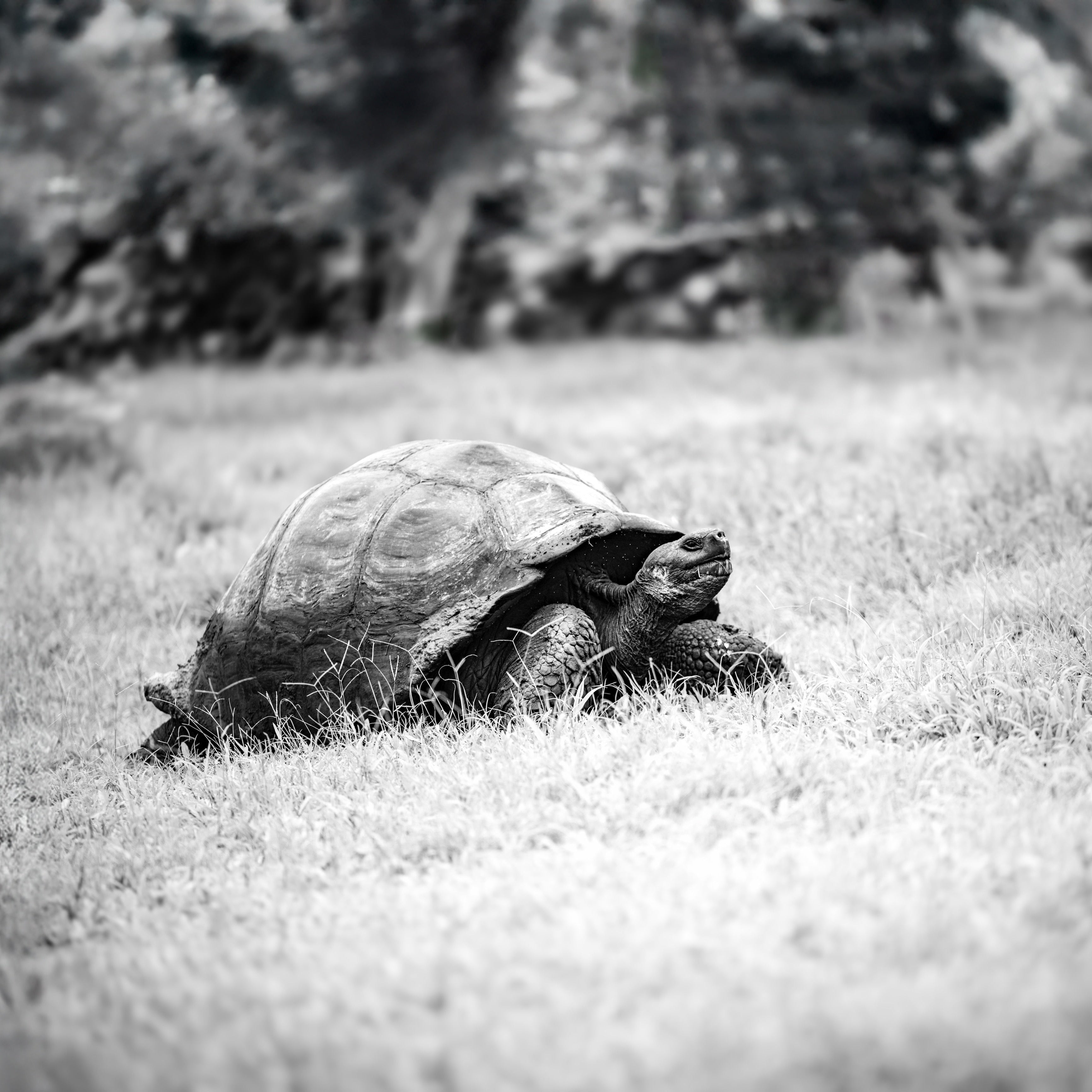 Tortoise in a grassy field with trees in the background