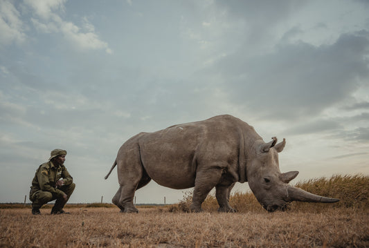 Art-driven wildlife conservation milestone - Tembo Collection donates $15,000 to Ol Pejeta Conservancy for endangered species protection