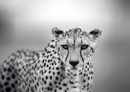 Cheetah portrait from Tembo Collection wildlife conservation photography supporting endangered species protection