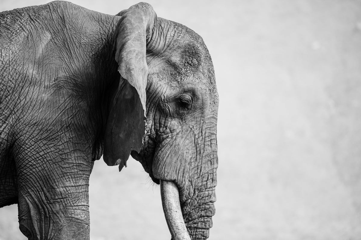 Eyes That Have Seen, Tsavo East, Kenya. Photograph by Mital Patel.