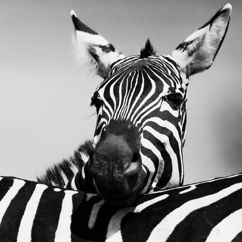 Black and white photo of two zebras with a blurred background