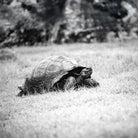 Tortoise in a grassy field with trees in the background