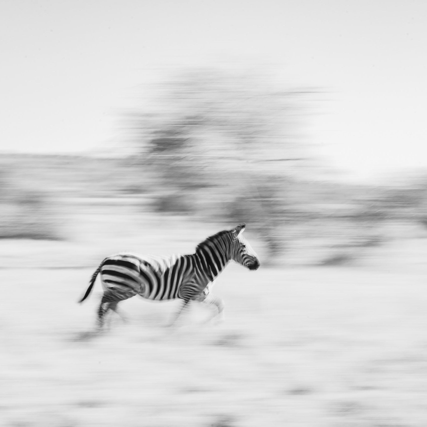 Zebra running in a snowy landscape
