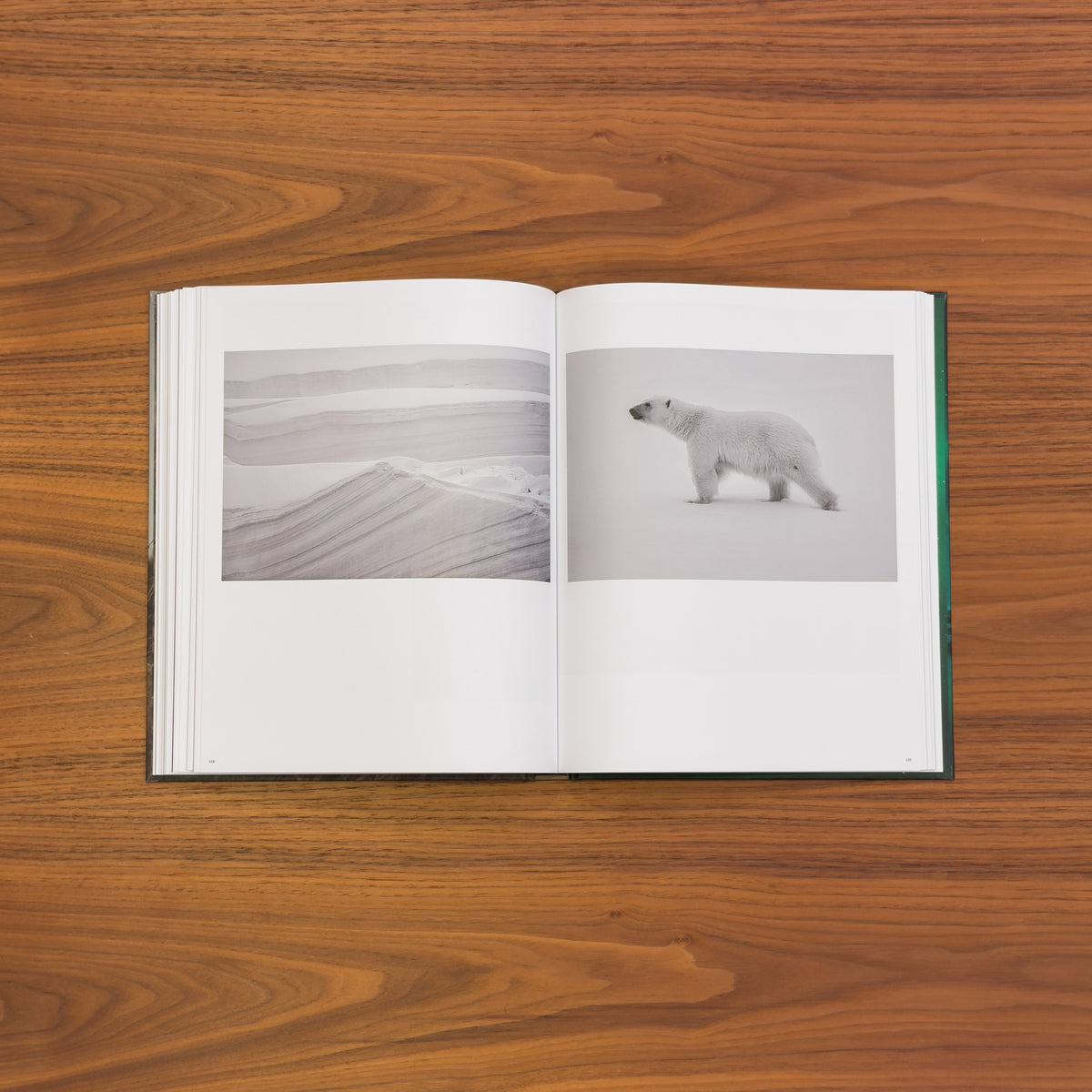 Open spread: black-and-white layered ice formations beside a polar bear walking across pale snow