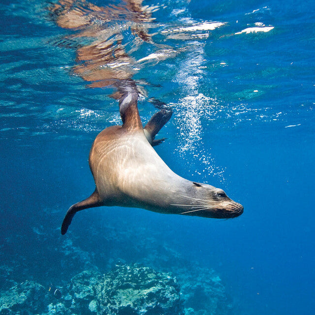 Sea lion swimming in clear blue water with coral reef