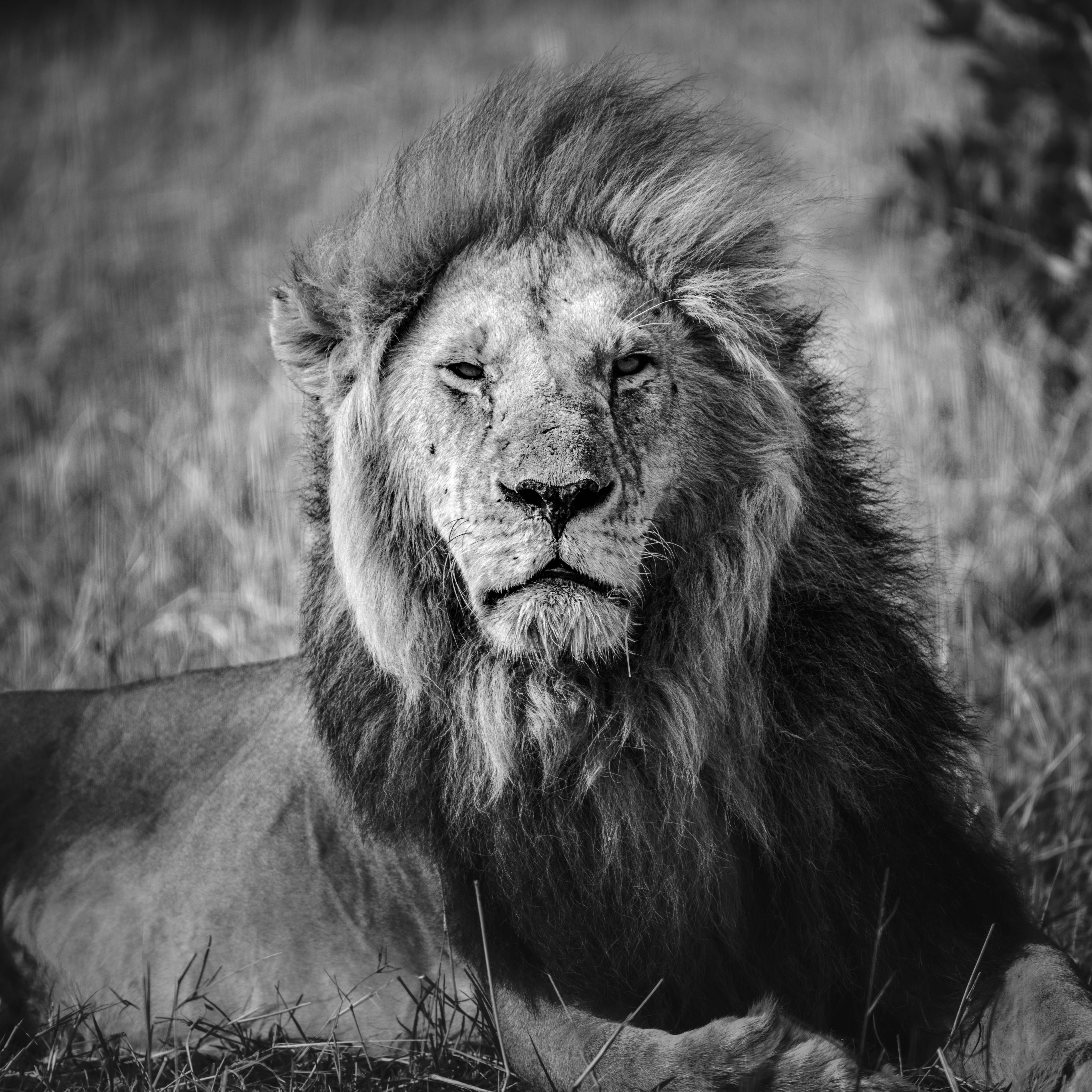 Inspired by a real lion encounter on the African savannah
Colorway: Olive
Material: 100% premium cotton
Geometric leather lion patch with bronze buckle strap
Original lion photograph printed inside the crown
One size — adjustable fit
30% of every purchase goes directly to WildAid, Tsavo Trust, and Ol Pejeta Conservancy
Limited edition — when it closes, it does not return