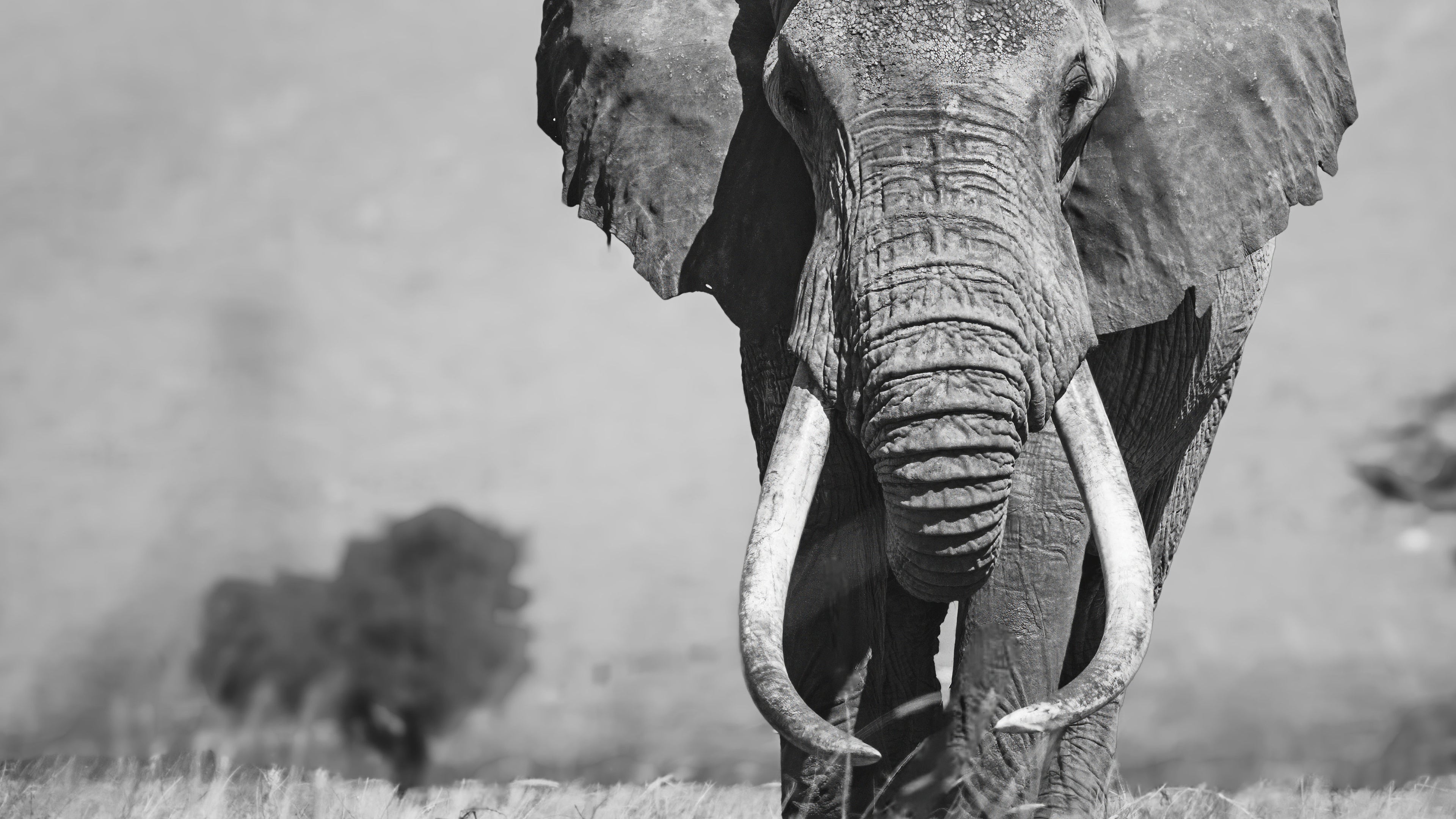 Tembo Collection wave banner - stories and inspiration.