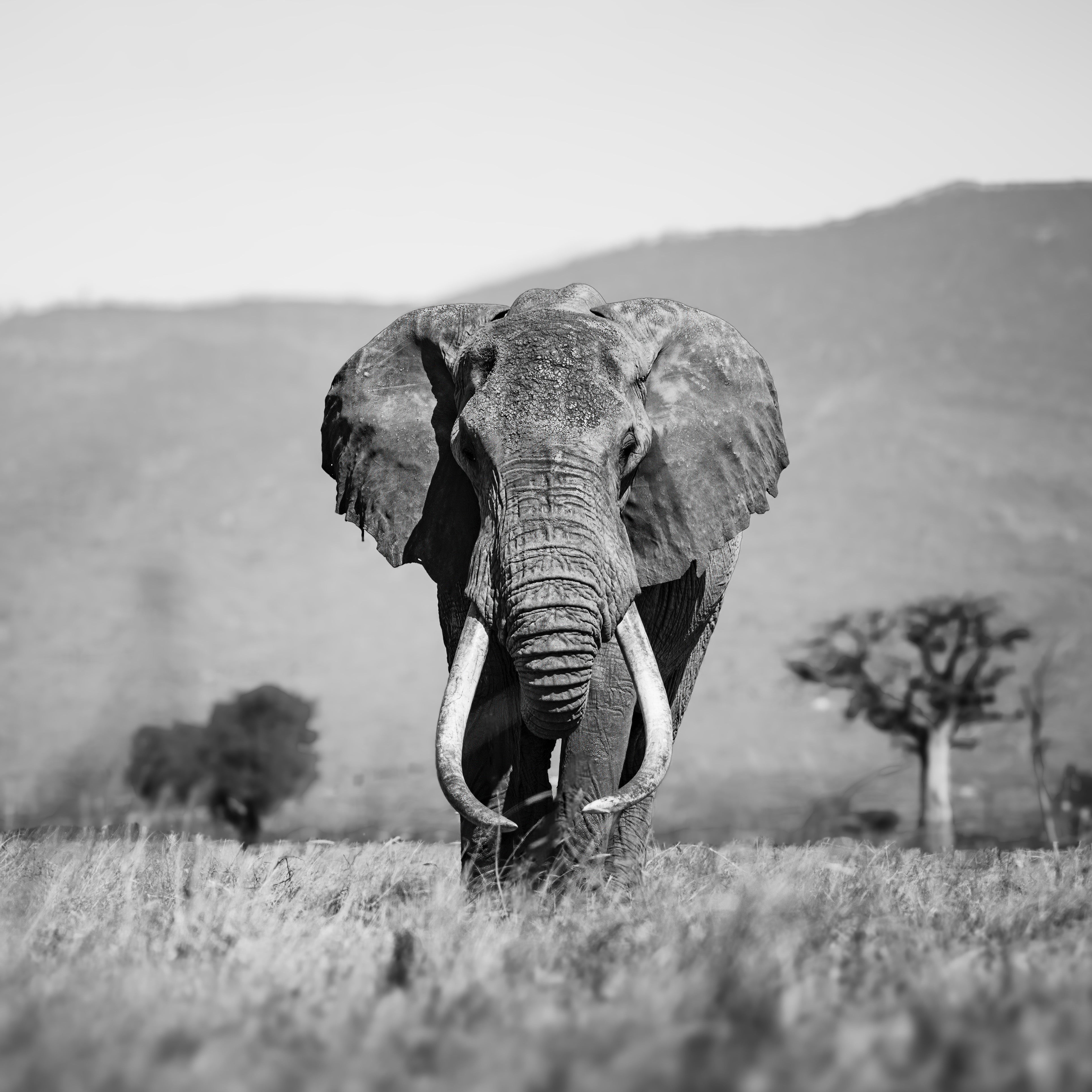 Elephant Photograph - Tembo