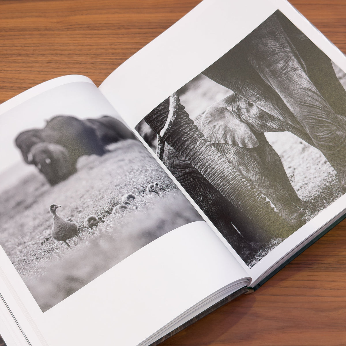 Open spread: black-and-white photographs of an elephant herd with goslings, and a calf sheltering beneath an adult